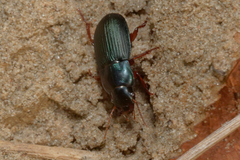 Harpalus smaragdinus