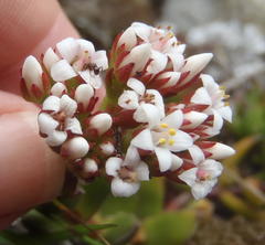 Crassula rubricaulis
