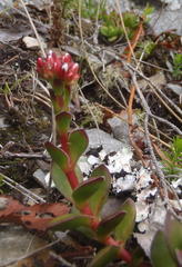 Crassula rubricaulis