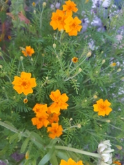 Tagetes lunulata