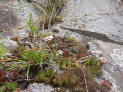 Crassula rubricaulis