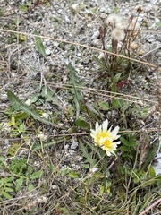 Taraxacum leucanthum
