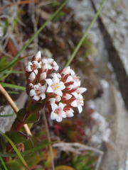 Crassula rubricaulis