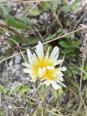 Taraxacum leucanthum