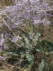 Limonium platyphyllum