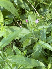 Epilobium adenocaulon