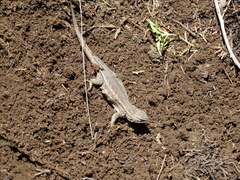 Sceloporus aeneus
