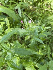 Epilobium adenocaulon