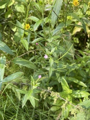 Epilobium adenocaulon