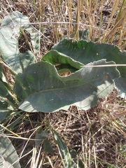 Limonium platyphyllum