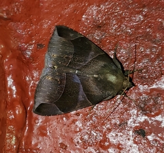 Dysgonia purpurata