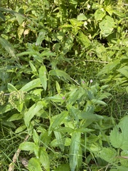 Epilobium adenocaulon
