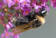 Bombus campestris