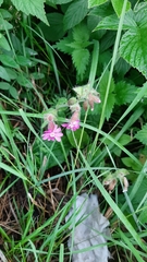 Silene dioica