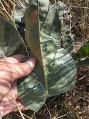 Limonium platyphyllum