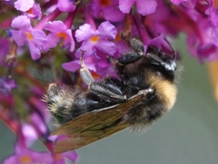 Bombus campestris