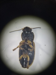 Anisodactylus discoideus
