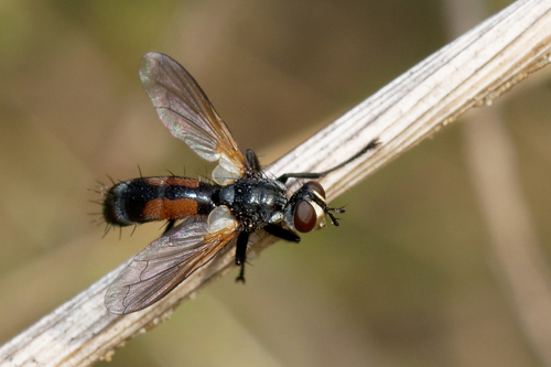 Cylindromyia auriceps nuotrauka