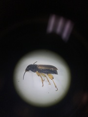 Anisodactylus discoideus