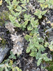 Dracocephalum pinnatum