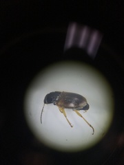 Anisodactylus discoideus