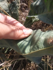 Limonium platyphyllum