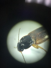 Anisodactylus discoideus