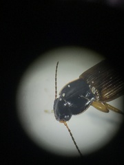 Anisodactylus discoideus