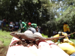 Sceloporus aeneus