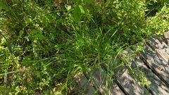 Carex laevivaginata