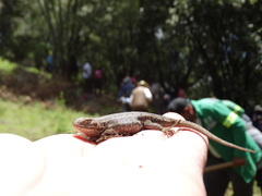 Sceloporus aeneus