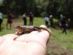 Sceloporus aeneus