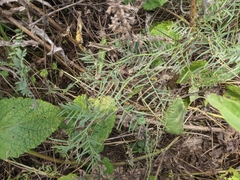 Vicia tenuifolia