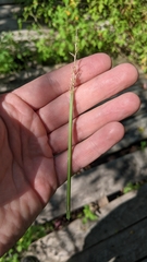 Carex laevivaginata