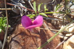Tephrosia capensis capensis