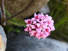 Sonderothamnus petraeus