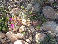 Tephrosia capensis capensis