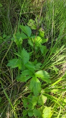 Ranunculus hispidus caricetorum