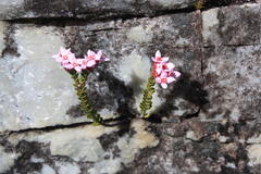 Sonderothamnus petraeus