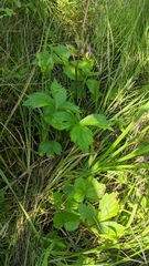 Ranunculus hispidus caricetorum
