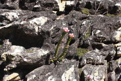 Sonderothamnus petraeus