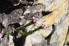 Sonderothamnus petraeus