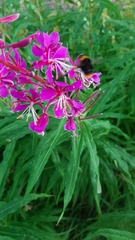 Chamaenerion angustifolium