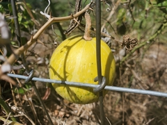 Cucurbita foetidissima
