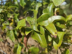 Cucurbita foetidissima