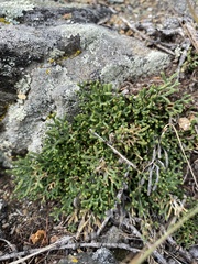 Selaginella sanguinolenta