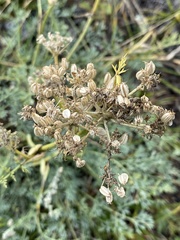 Phlojodicarpus sibiricus