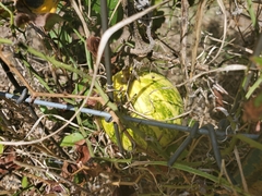 Cucurbita foetidissima