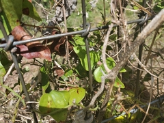 Cucurbita foetidissima