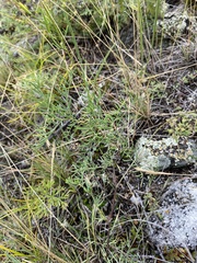 Astragalus versicolor